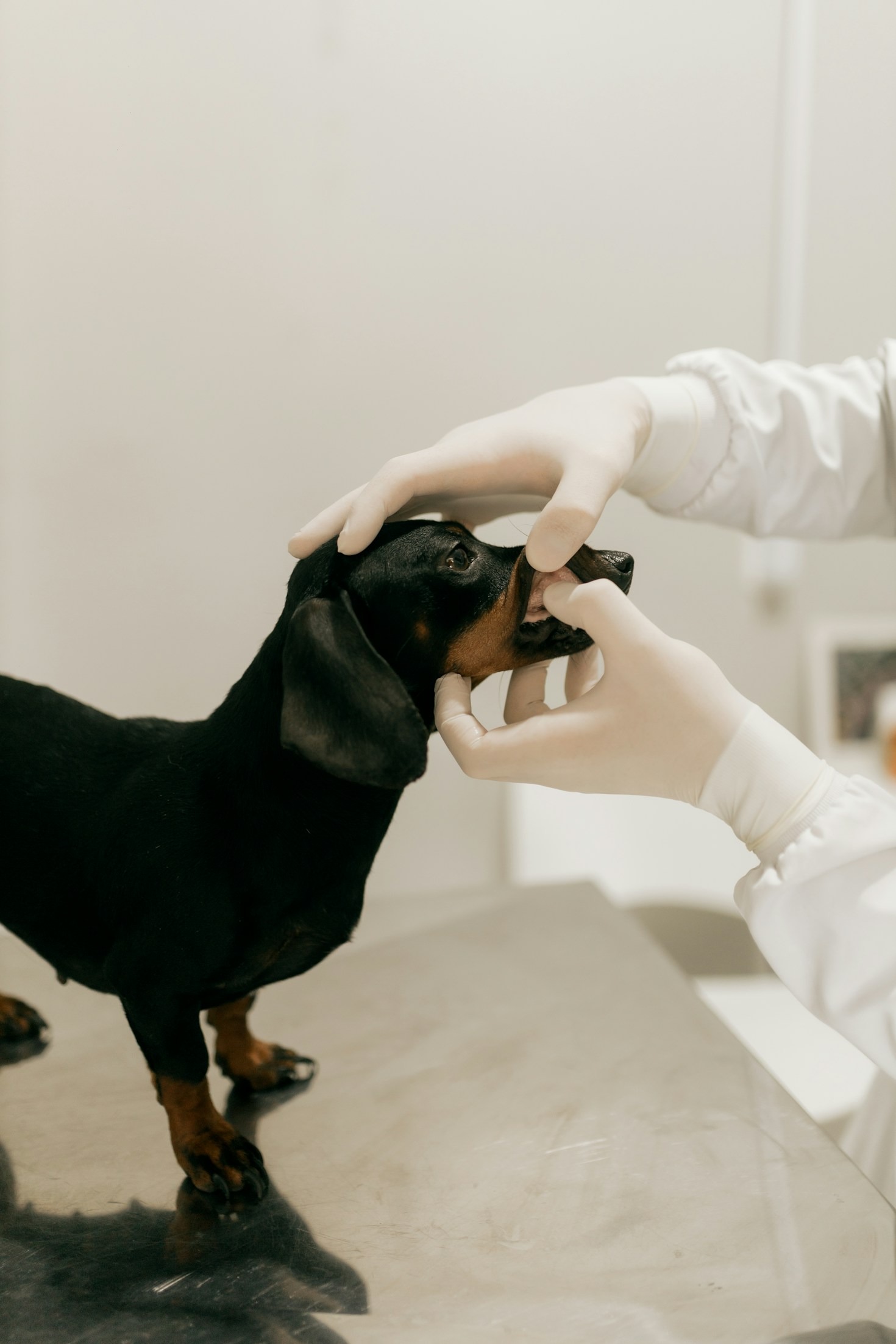 Top Tips for Keeping Your Pet Healthy