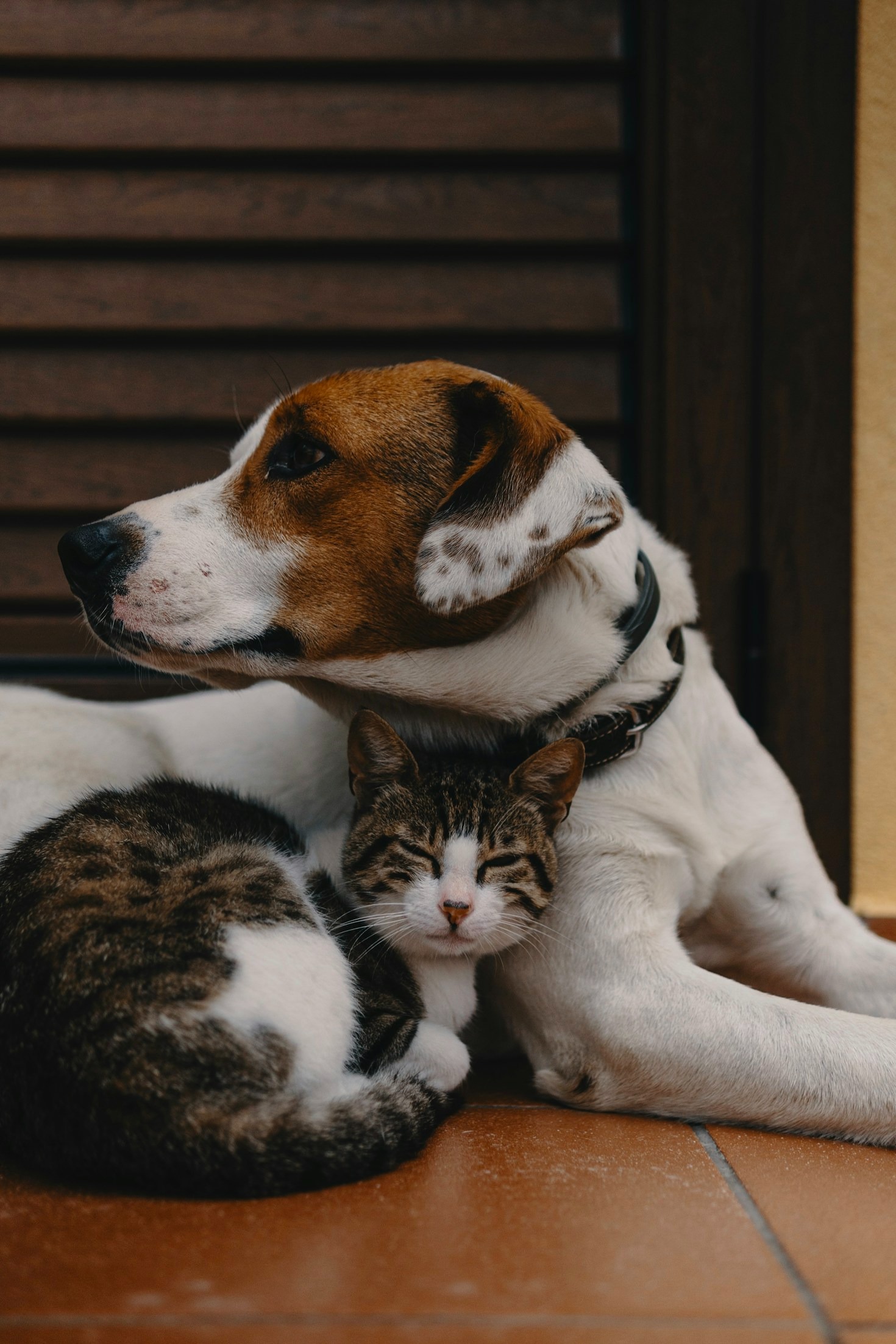 Why Regular Check-ups Are Crucial for Pets