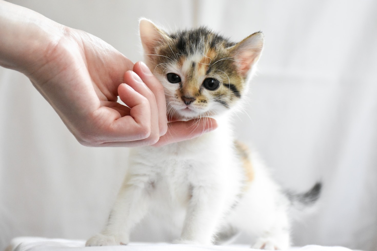The Importance of a Balanced Diet for Cats and Dogs