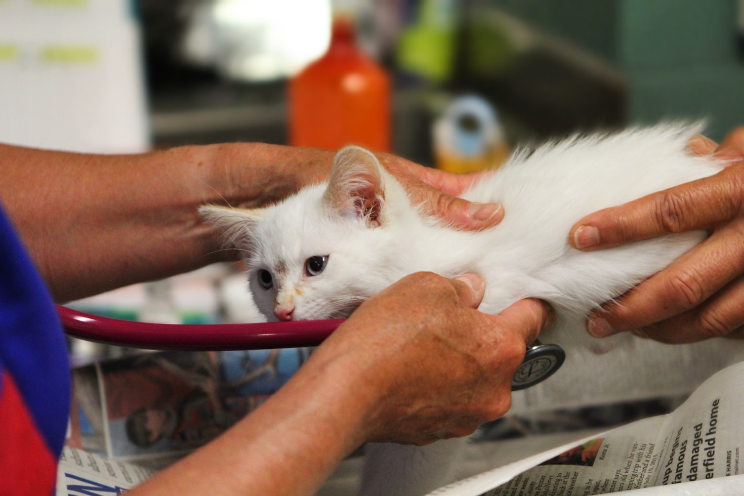 How Technology Enhances Modern Veterinary Care